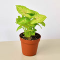 Syngonium 'Gold'
