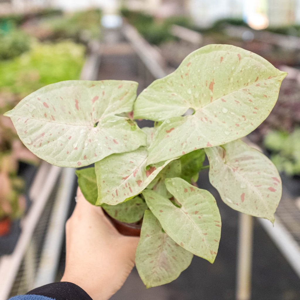 Syngonium 'Milk Confetti', view 2