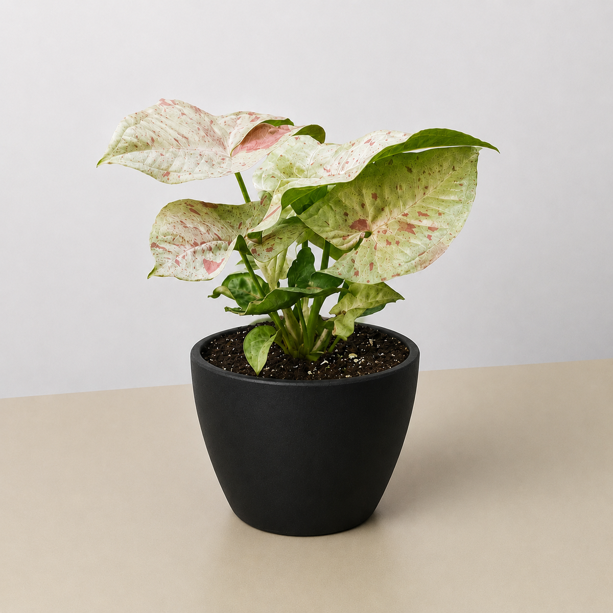 Syngonium 'Milk Confetti', view 3