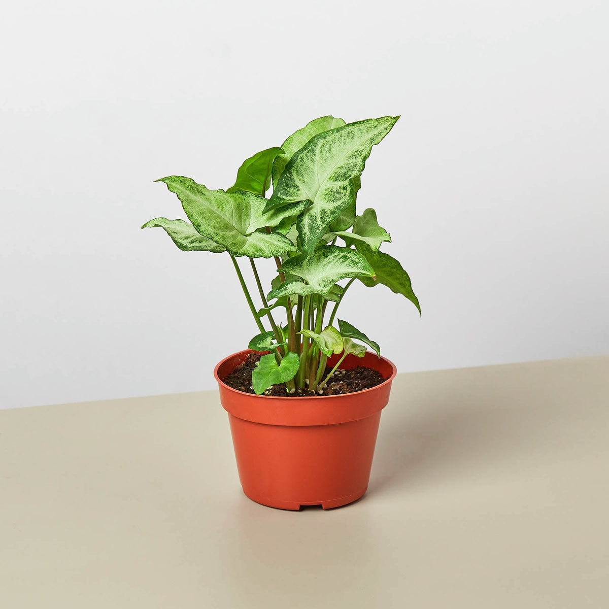 Syngonium White Butterfly arrowhead plant