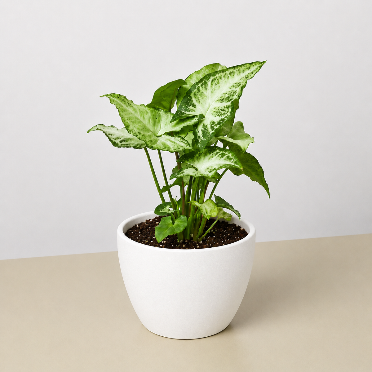 Syngonium White Butterfly arrowhead plant, view 3