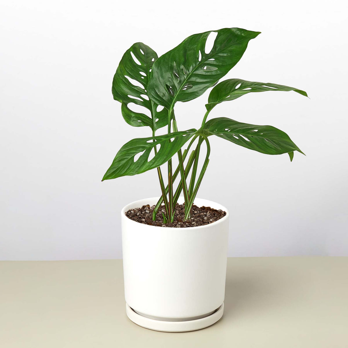 Monstera adansonii Swiss cheese vine, view 11