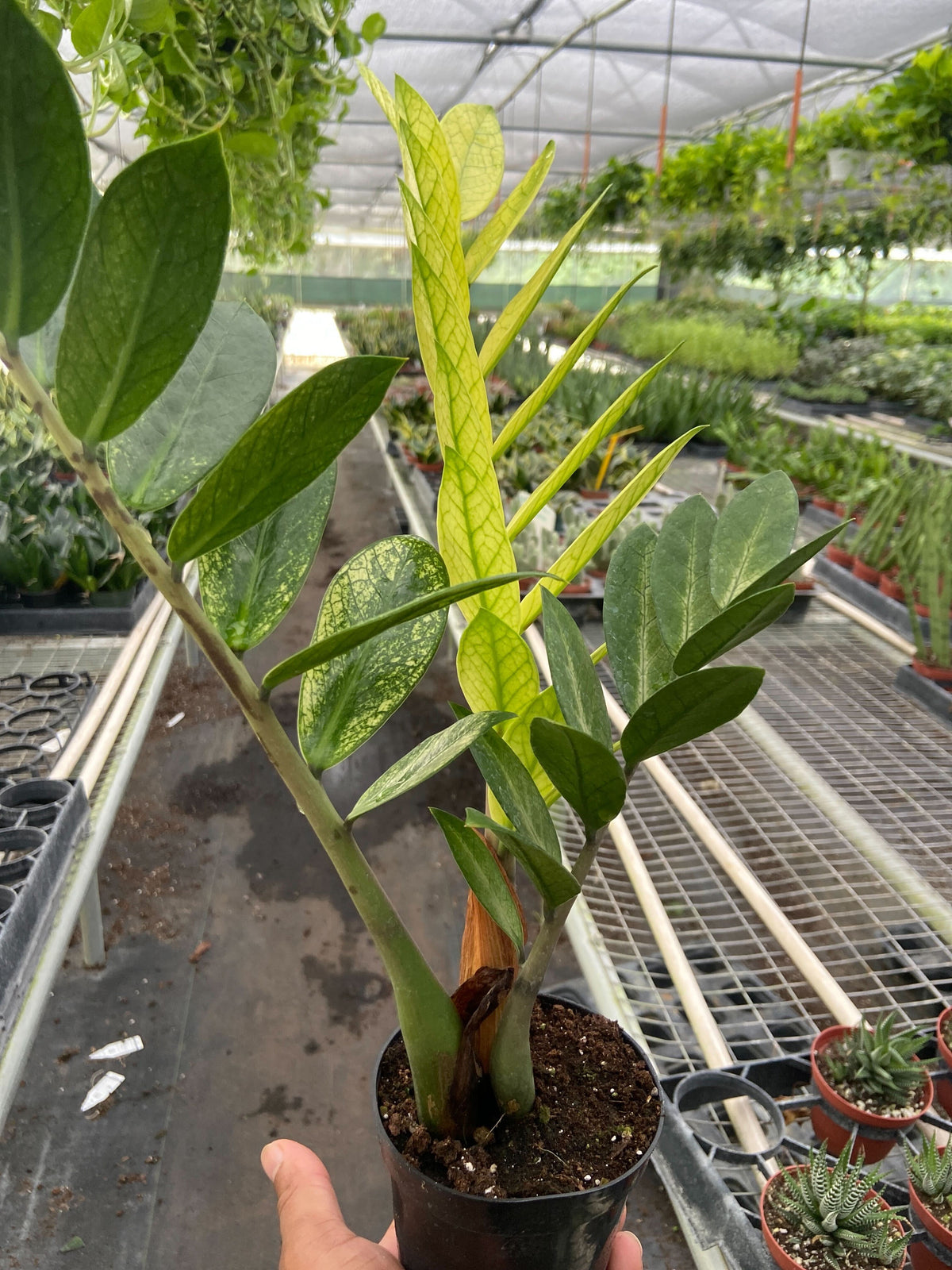 Zamioculcas 'Chameleon', view 2