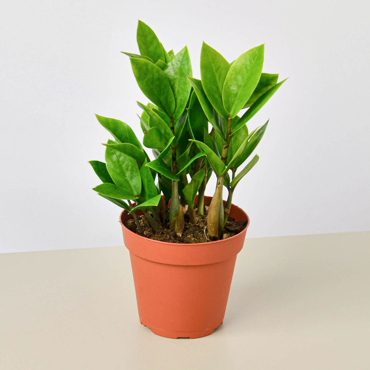 ZZ plant Zamioculcas zamiifolia
