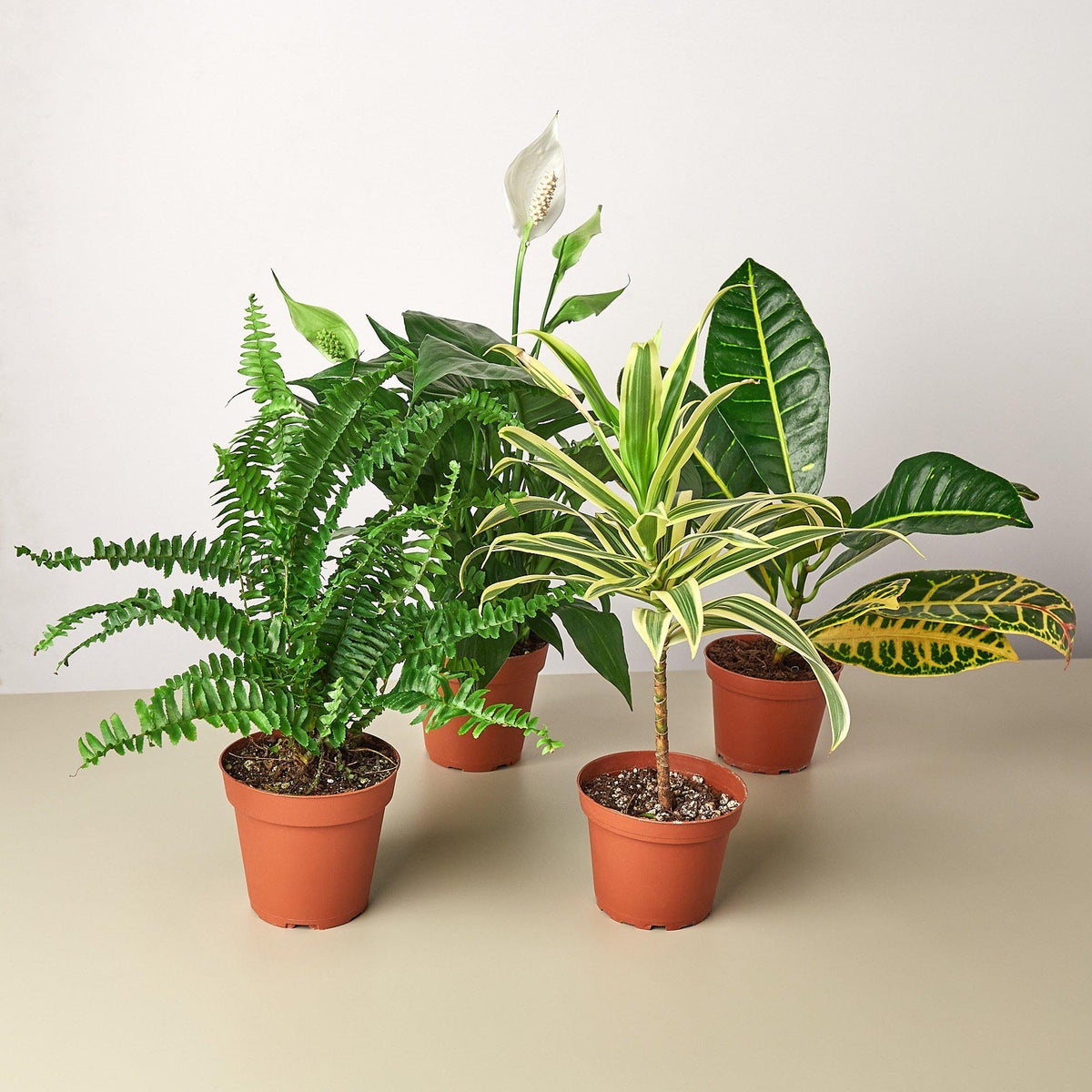 Air purifying houseplant variety bundle