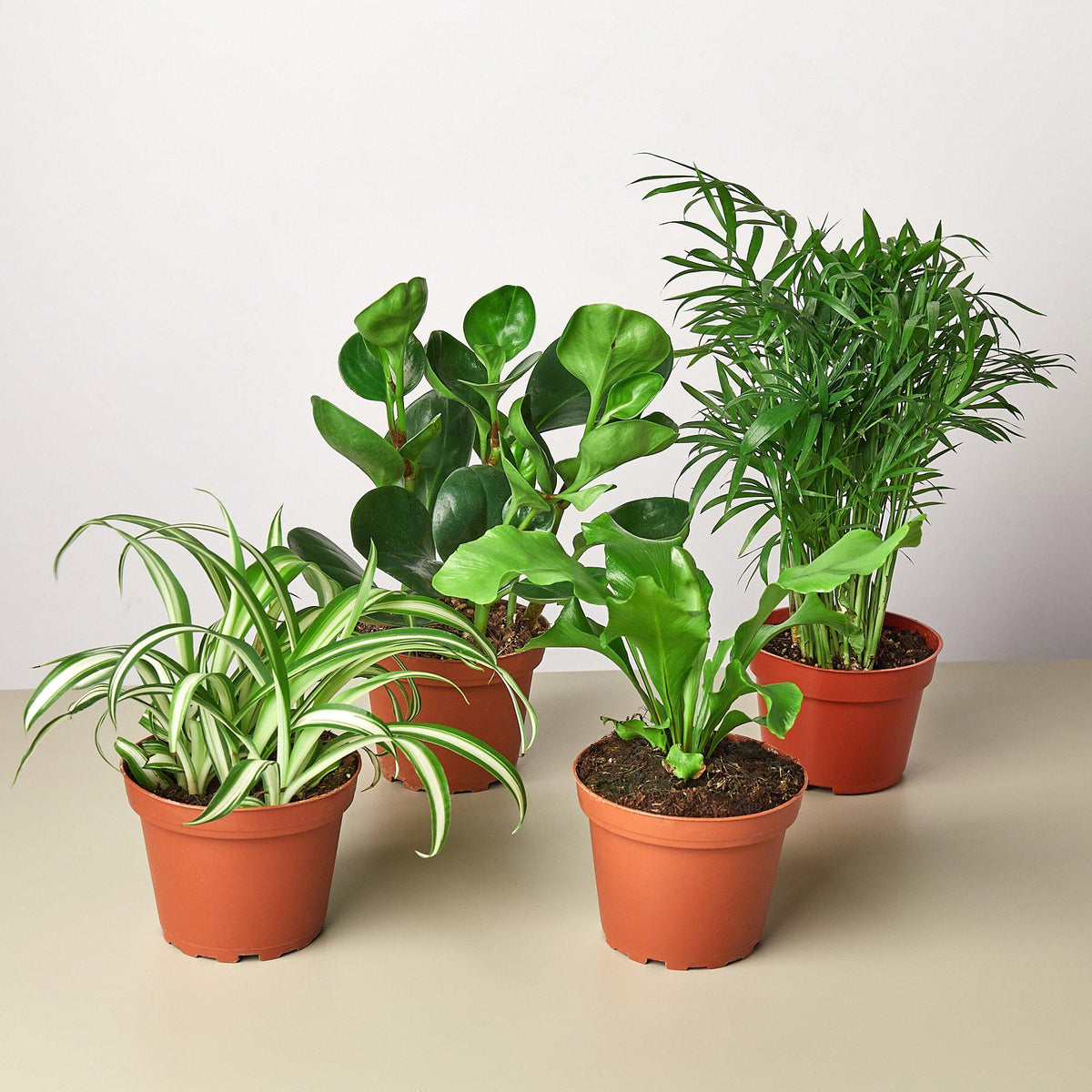 Pet-friendly houseplant bundle