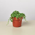String of Pearls succulent