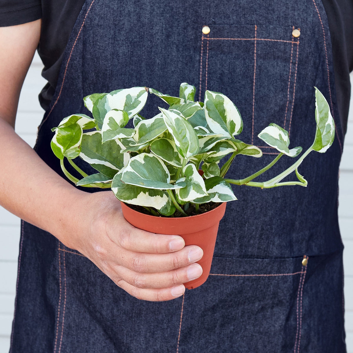 Pothos 'N'Joy', view 2