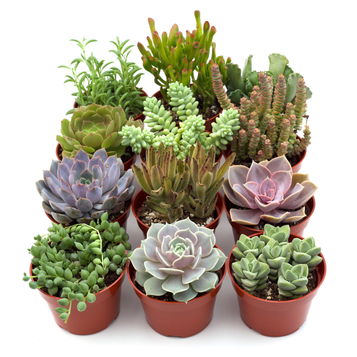 Assorted Succulent Variety, view 2