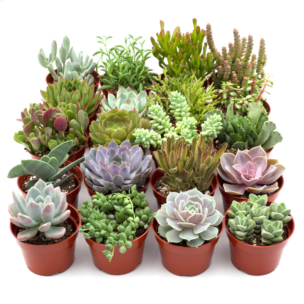 Assorted Succulent Variety, view 3