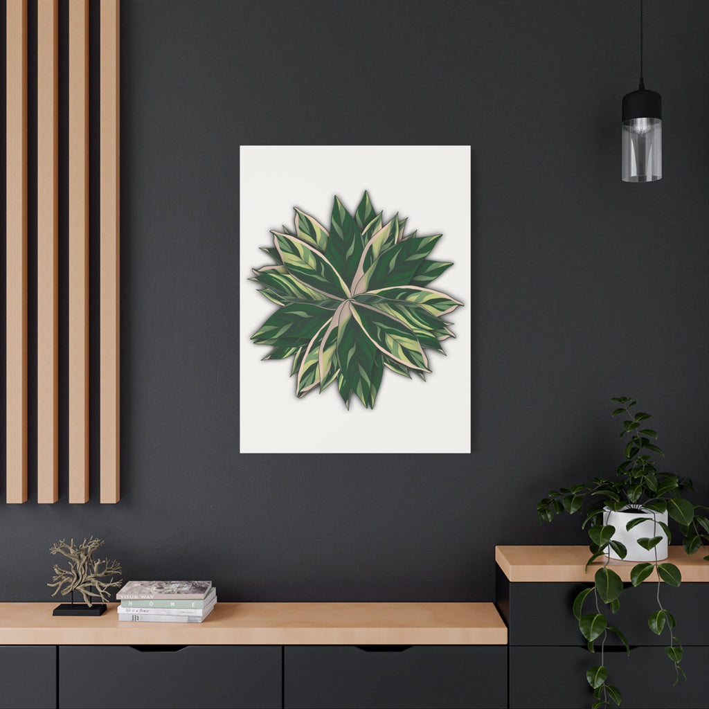 Stromanthe Triostar Canvas Print – Botanical Wall Art