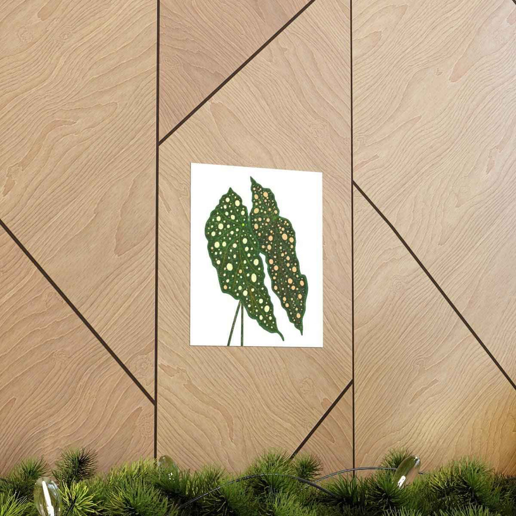 Begonia Maculata Botanical Print – Unframed Wall Art, view 13