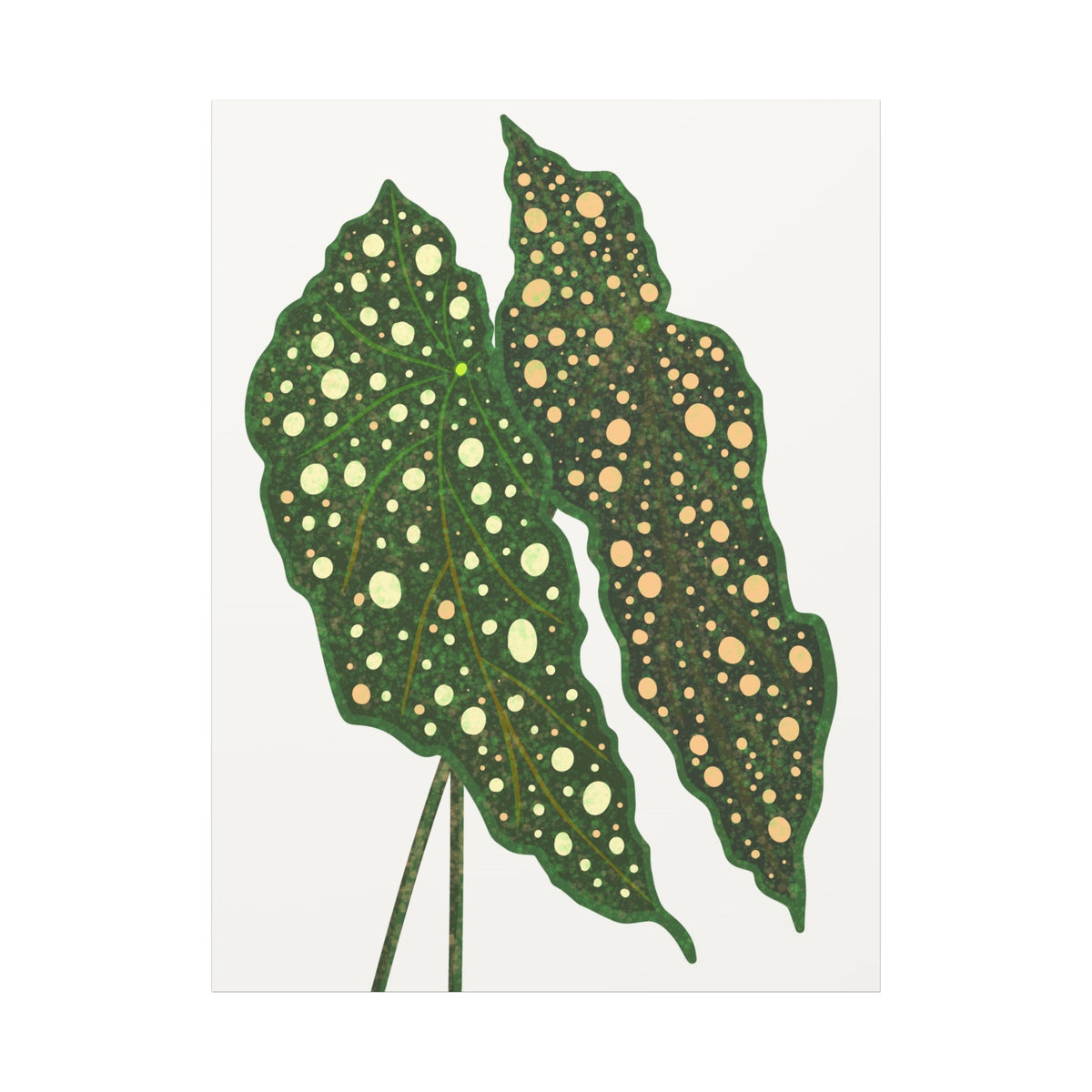 Begonia Maculata Canvas Print – Botanical Wall Art, view 14