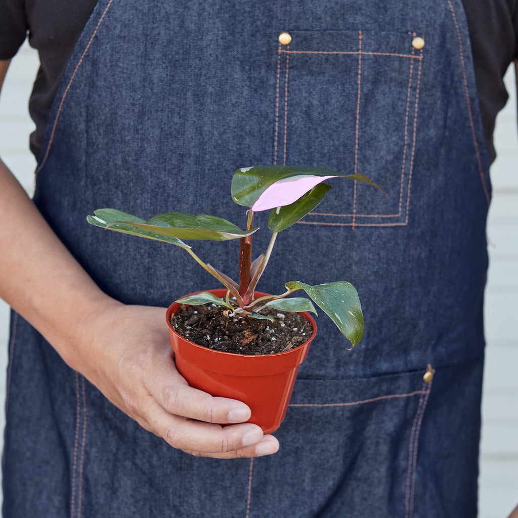 Philodendron Pink Princess, view 3