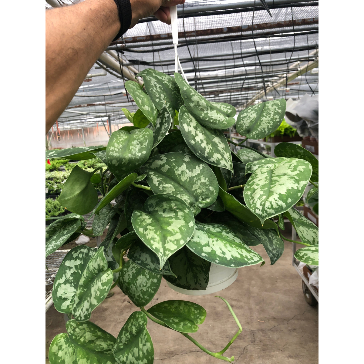 Pothos Silver Splash Scindapsus pictus Exotica, view 2