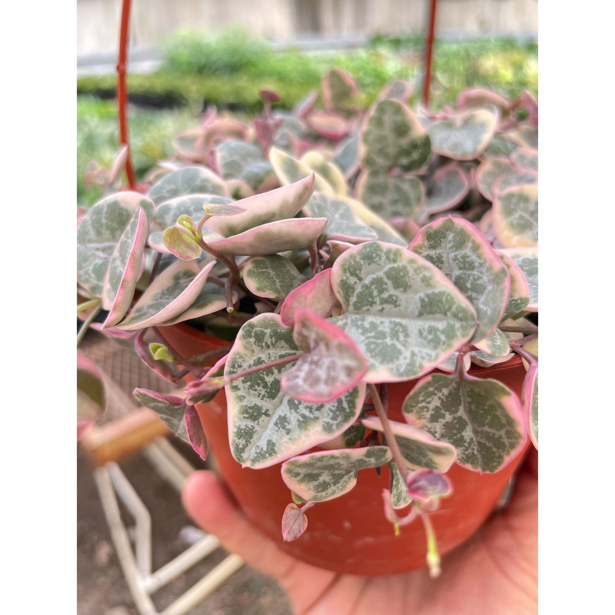 String of Hearts Variegated