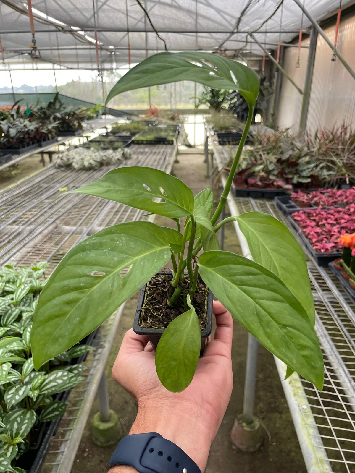 Monstera adansonii Swiss cheese vine, view 8