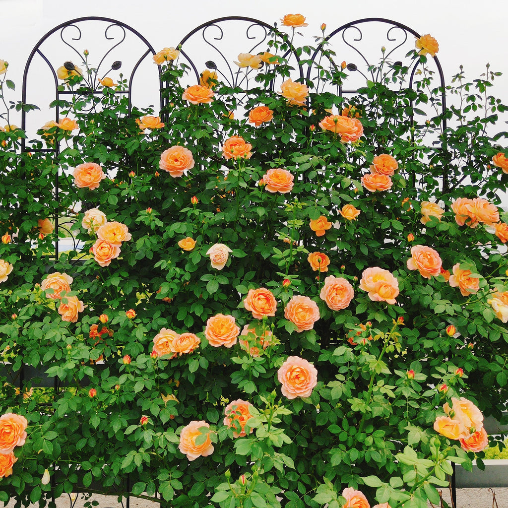 2 Pack Peacock Metal Garden Trellis, view 4