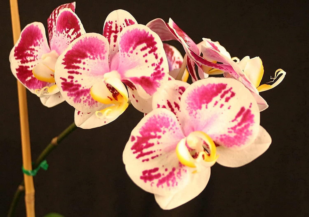 Orchid Love- The World's Greatest Orchid Food!, view 9