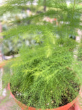 Fern 'Asparagus', view 2