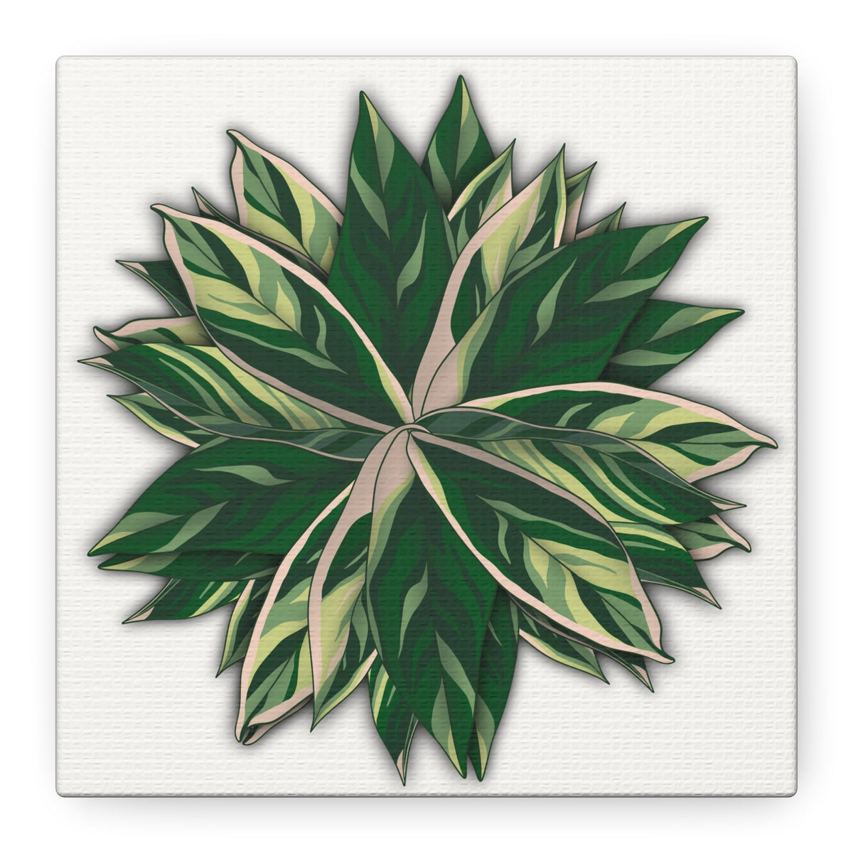 Stromanthe Triostar Canvas Print – Botanical Wall Art, view 15