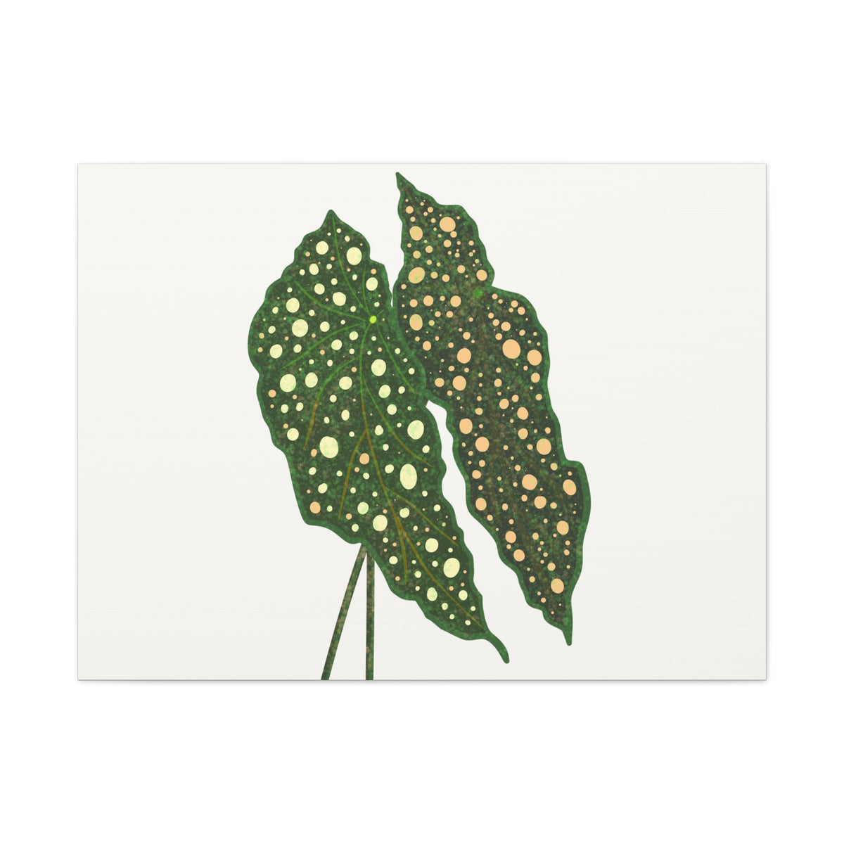 Begonia Maculata Canvas Print – Botanical Wall Art, view 6