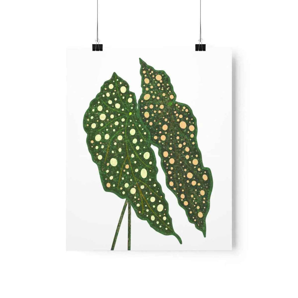 Begonia Maculata Botanical Print – Unframed Wall Art, view 9