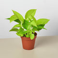Neon Pothos