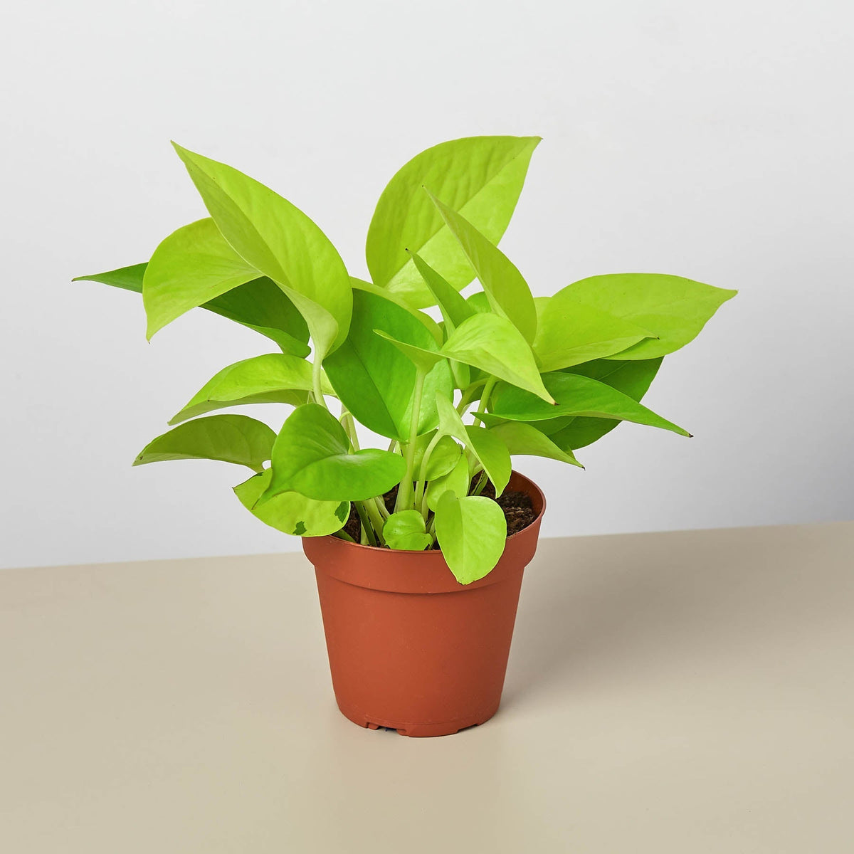 Neon Pothos