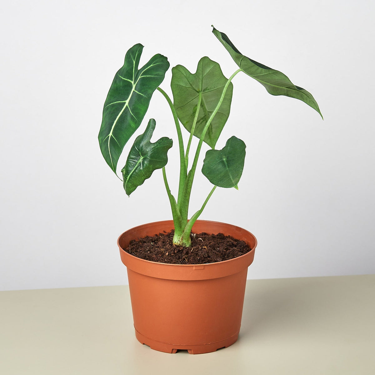 Alocasia Micholitziana 'Frydek', view 3