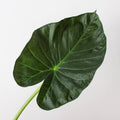 Alocasia 'Regal Shield', view 2