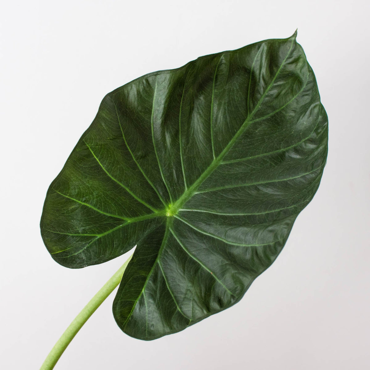Alocasia 'Regal Shield', view 2