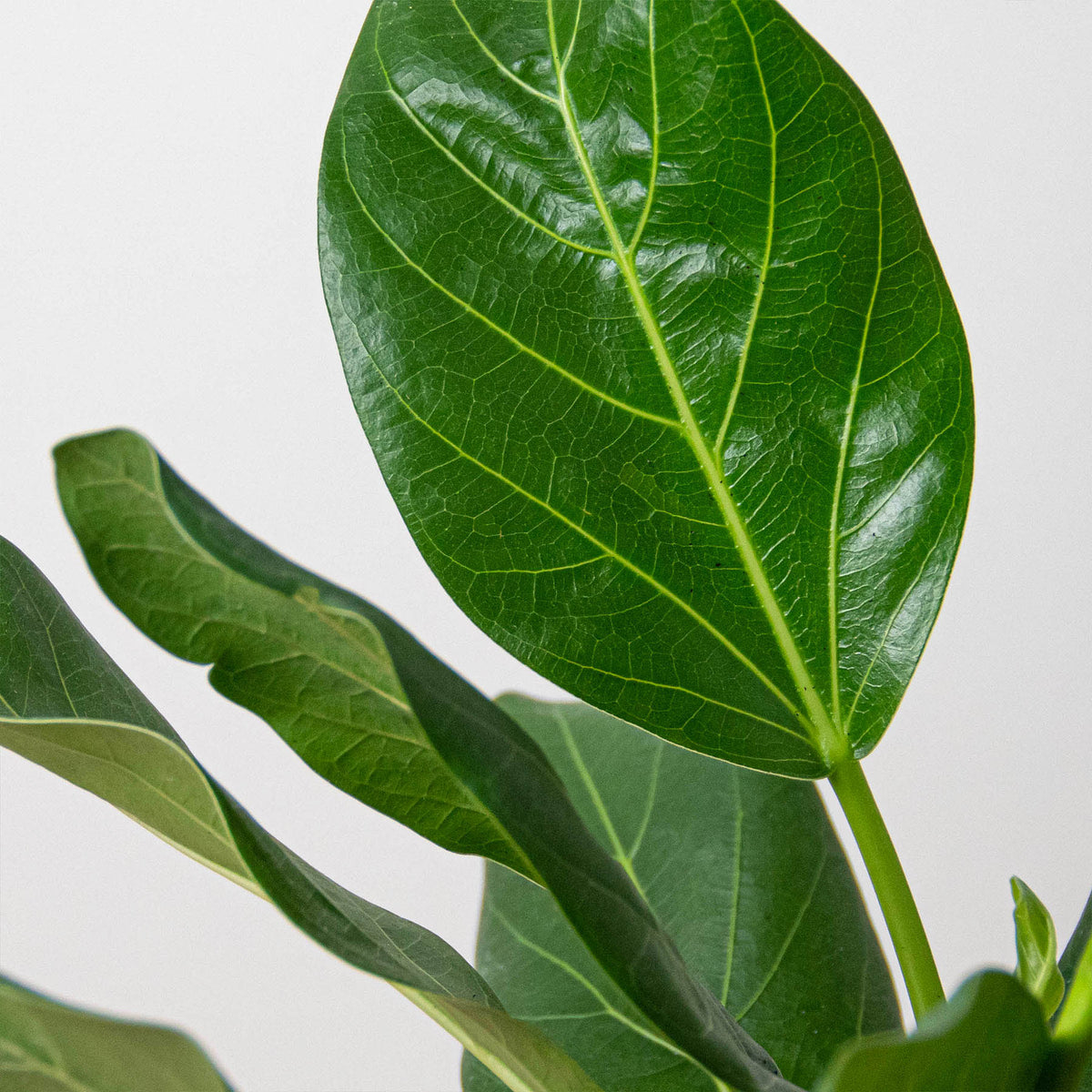 Ficus 'Audrey', view 2