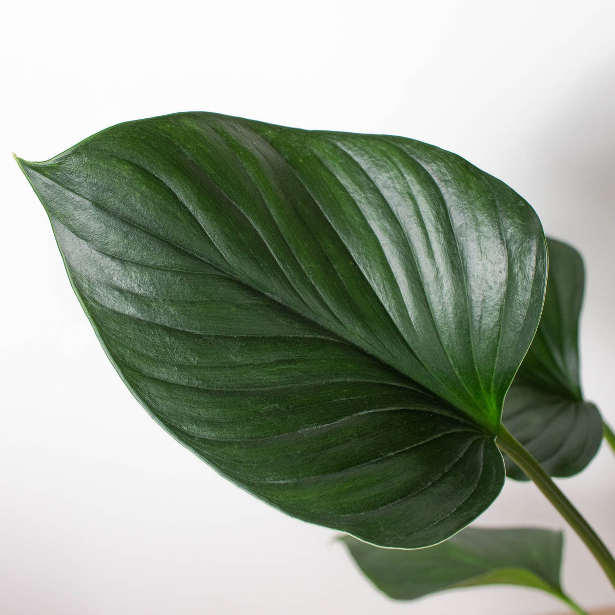 Homalomena 'Emerald Gem', view 2