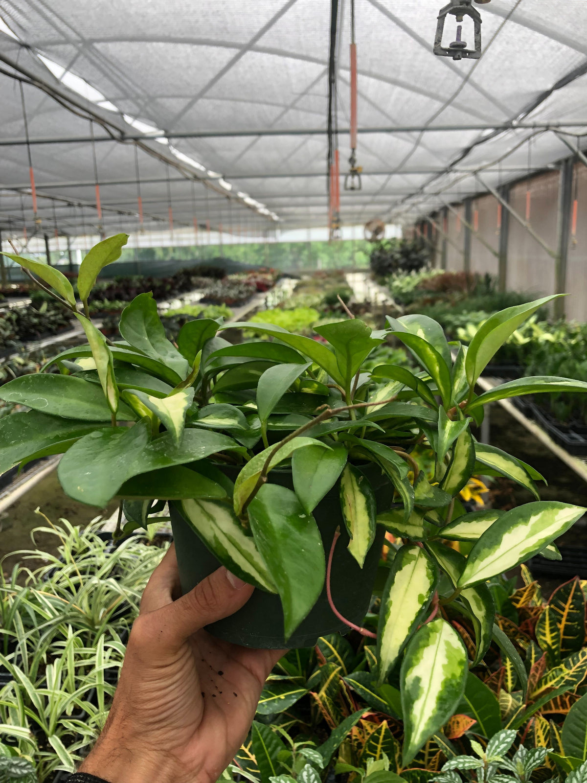 Hoya Carnosa 'Krimson Princess', view 3