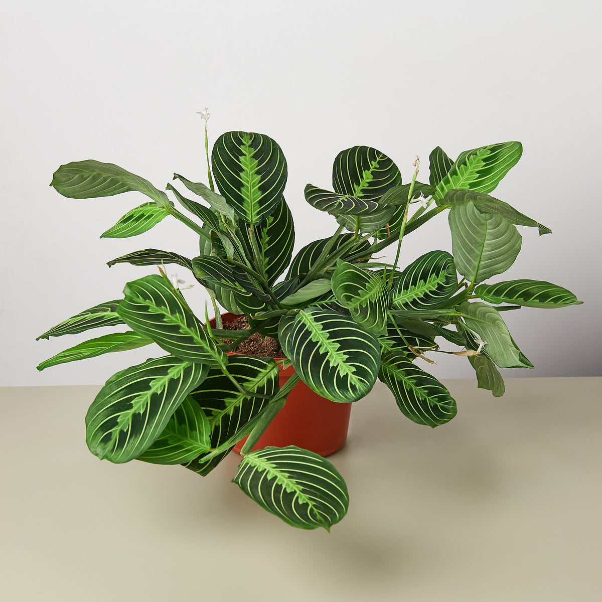 Maranta Lemon Lime prayer plant