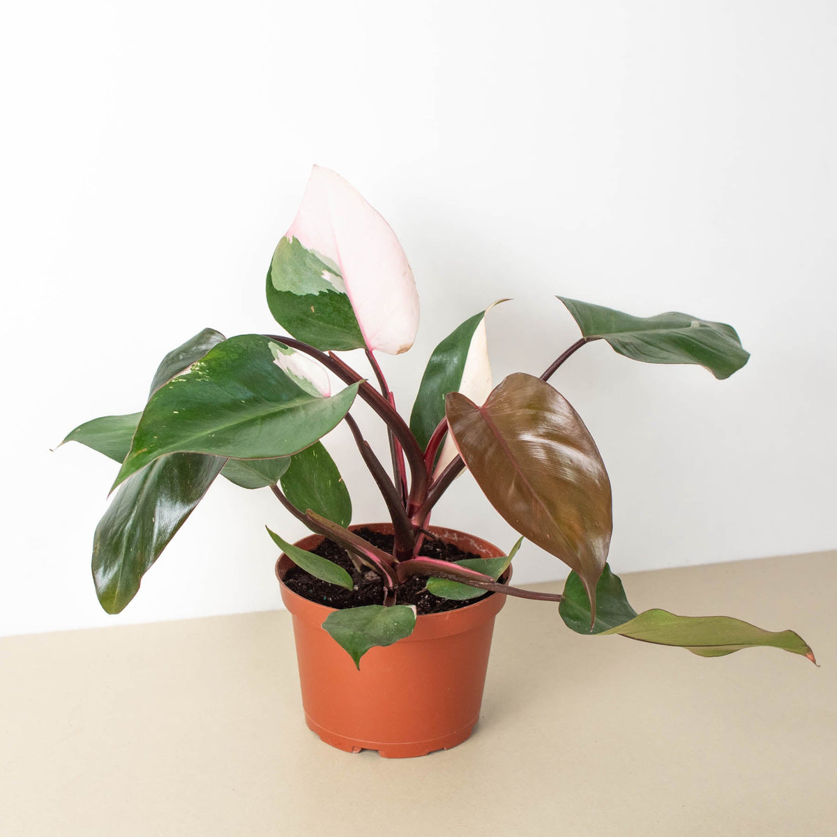 Philodendron Pink Princess, view 5