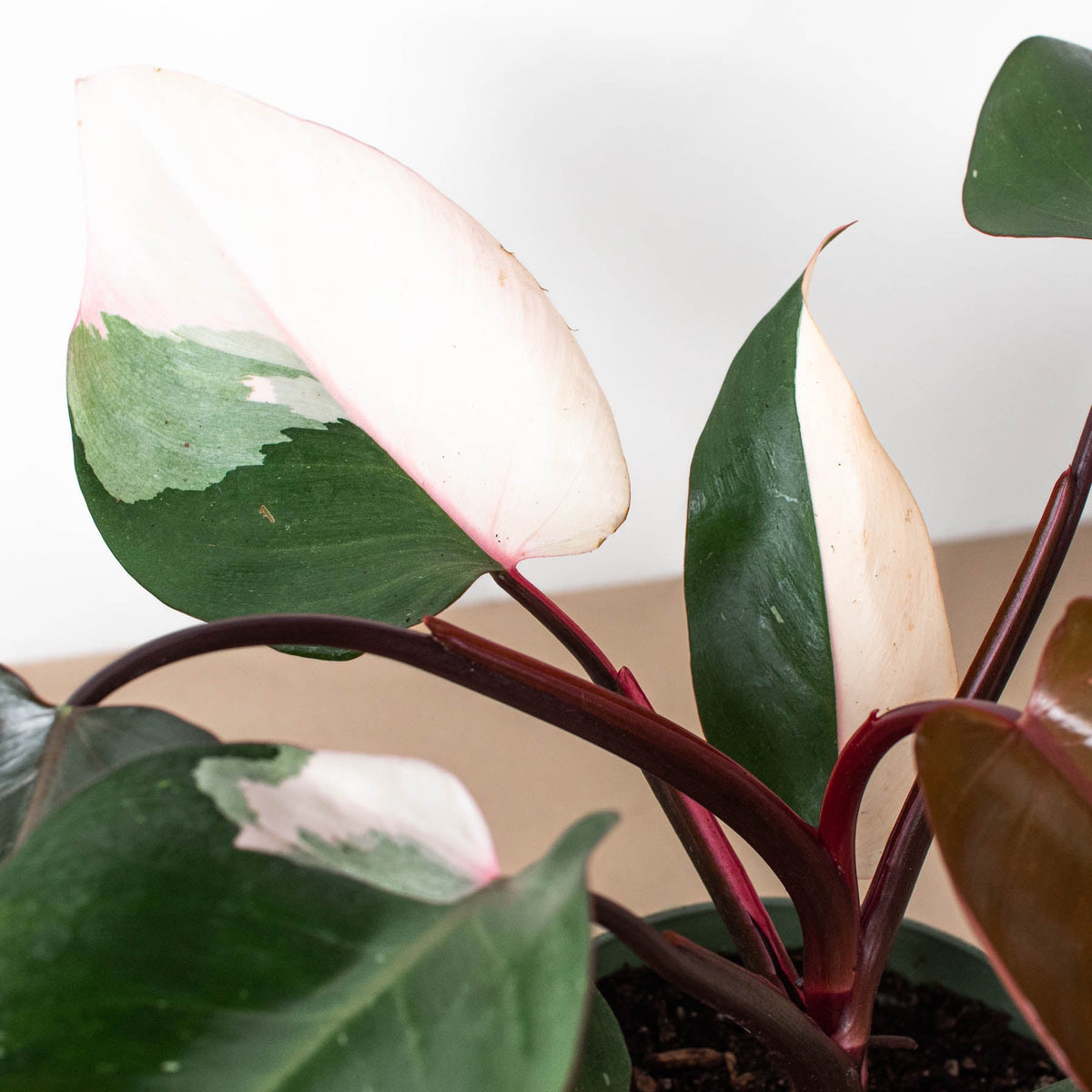 Philodendron Pink Princess, view 6