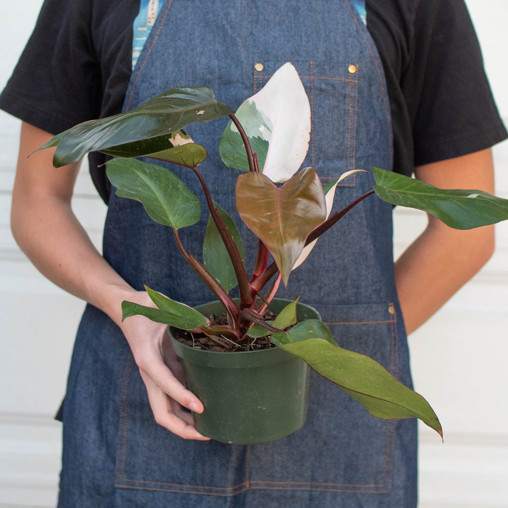 Philodendron Pink Princess, view 7