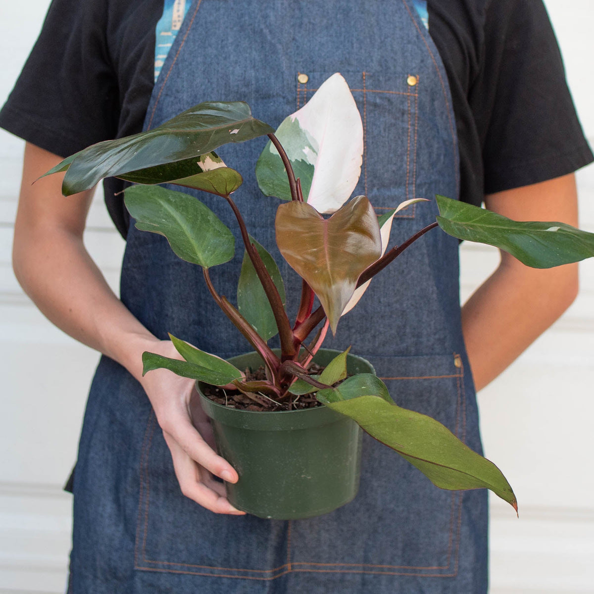 Philodendron Pink Princess, view 7