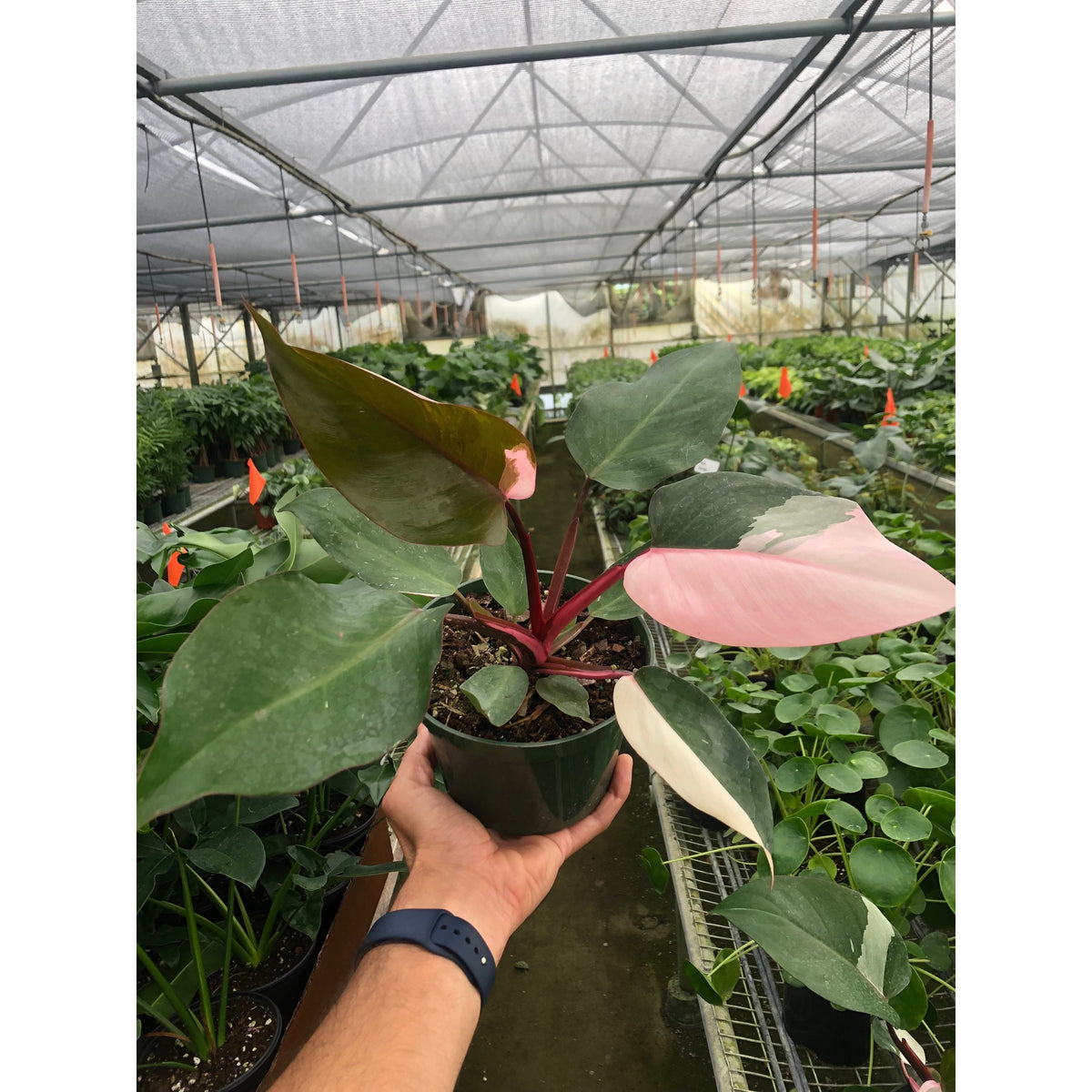 Philodendron Pink Princess, view 4