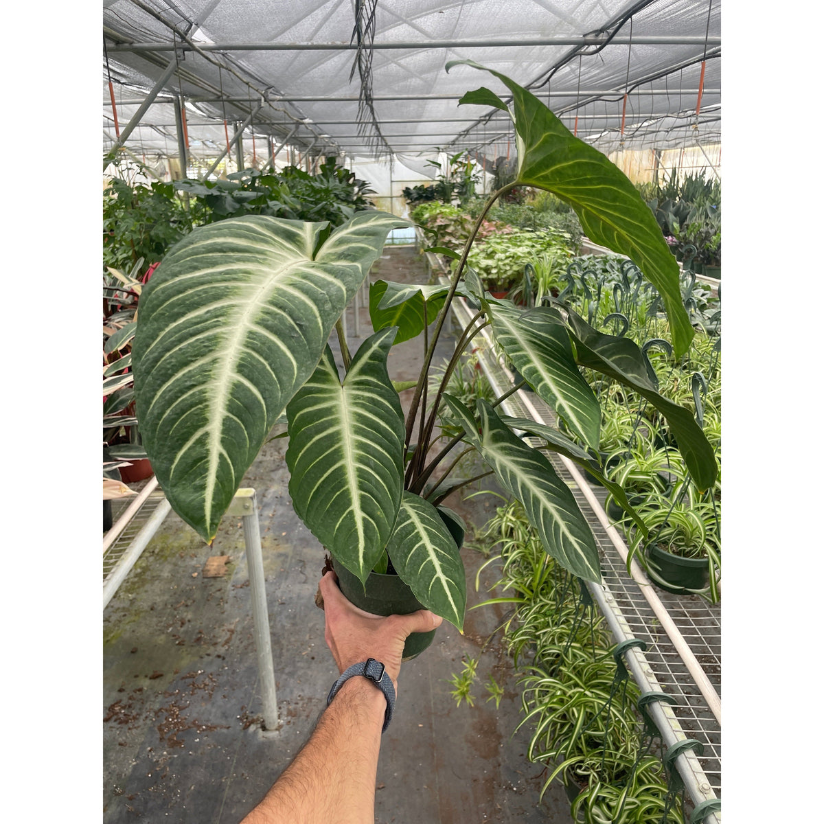 Xanthosoma 'Lendenii', view 2