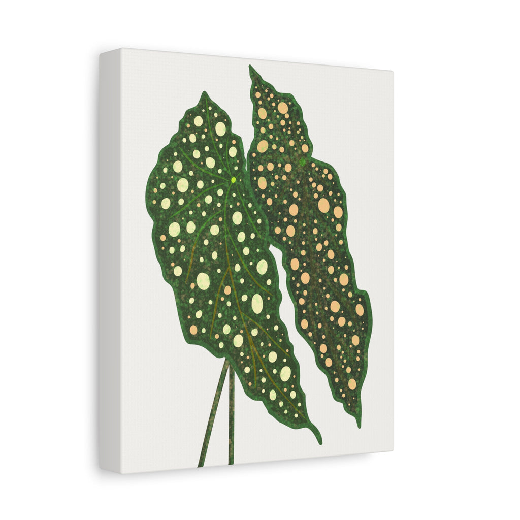 Begonia Maculata Canvas Print – Botanical Wall Art