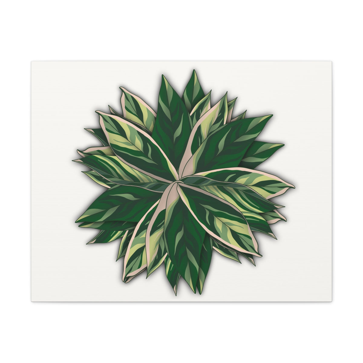 Stromanthe Triostar Canvas Print – Botanical Wall Art, view 5