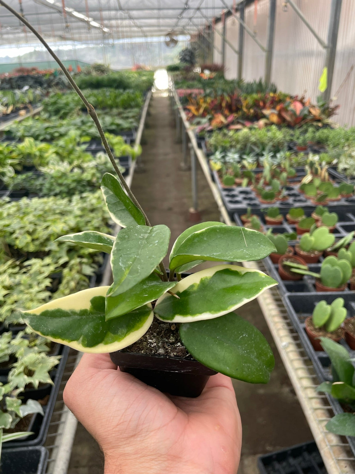 Hoya Carnosa 'Tricolor', view 2