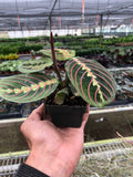 Maranta Red Prayer Plant, view 3