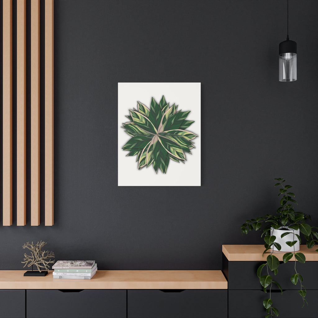 Stromanthe Triostar Canvas Print – Botanical Wall Art