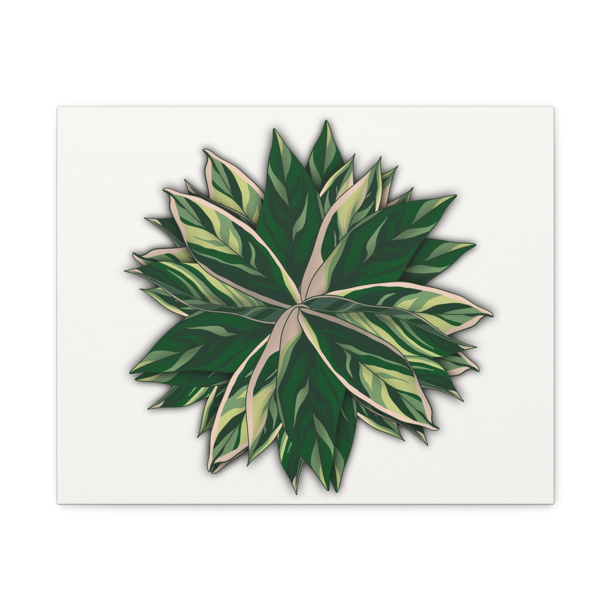 Stromanthe Triostar Canvas Print – Botanical Wall Art, view 3