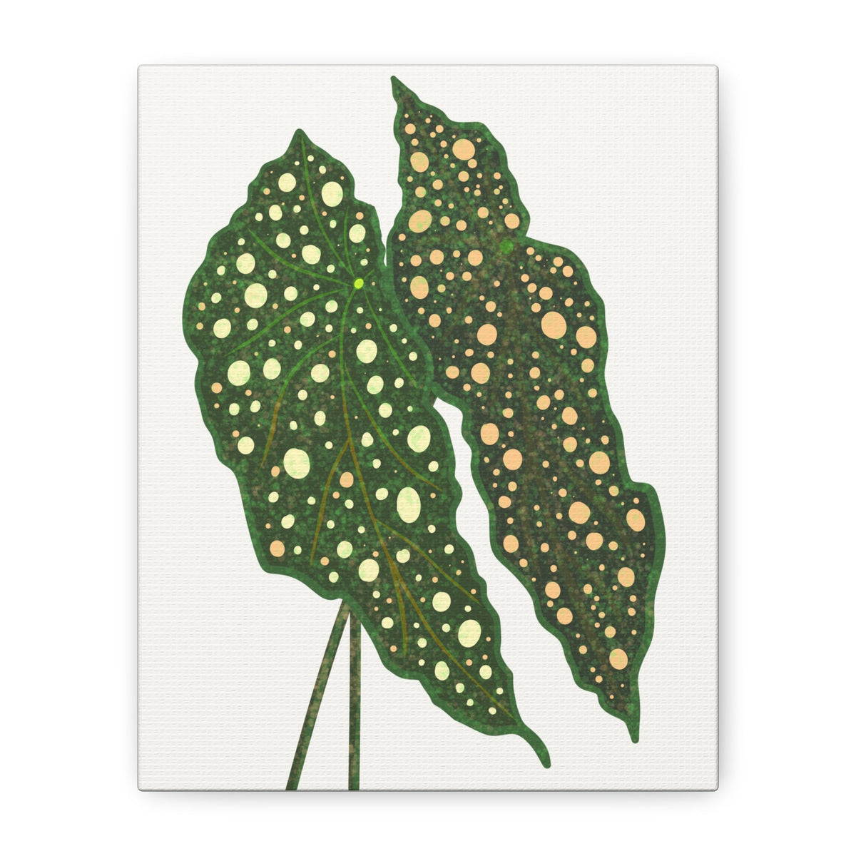Begonia Maculata Canvas Print – Botanical Wall Art, view 8