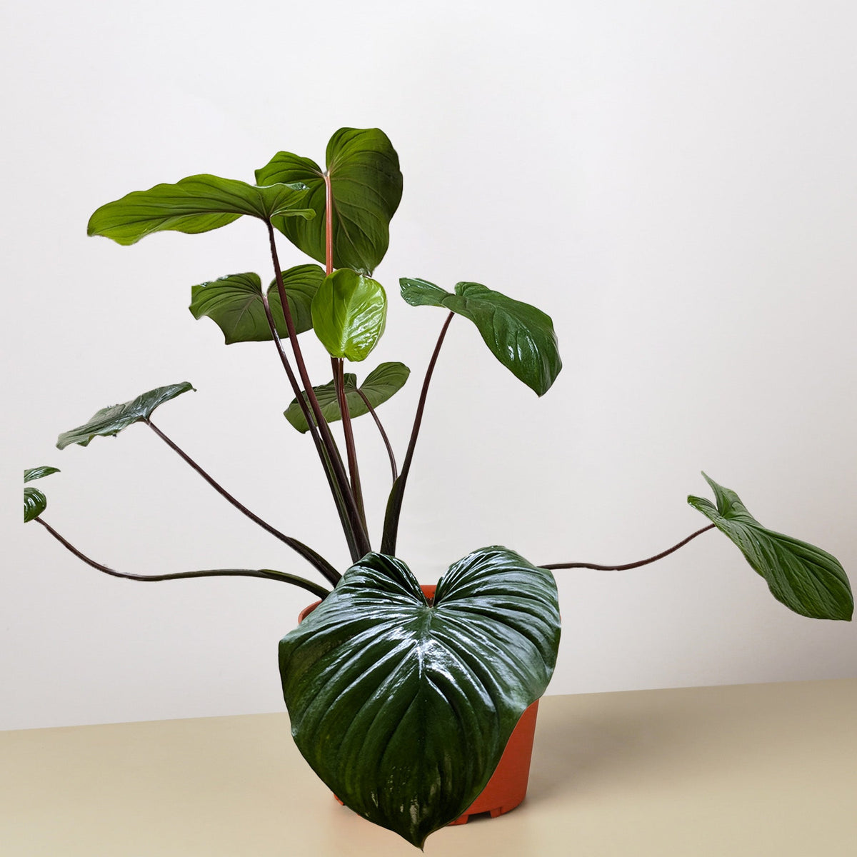 Homalomena 'Emerald Gem', view 3